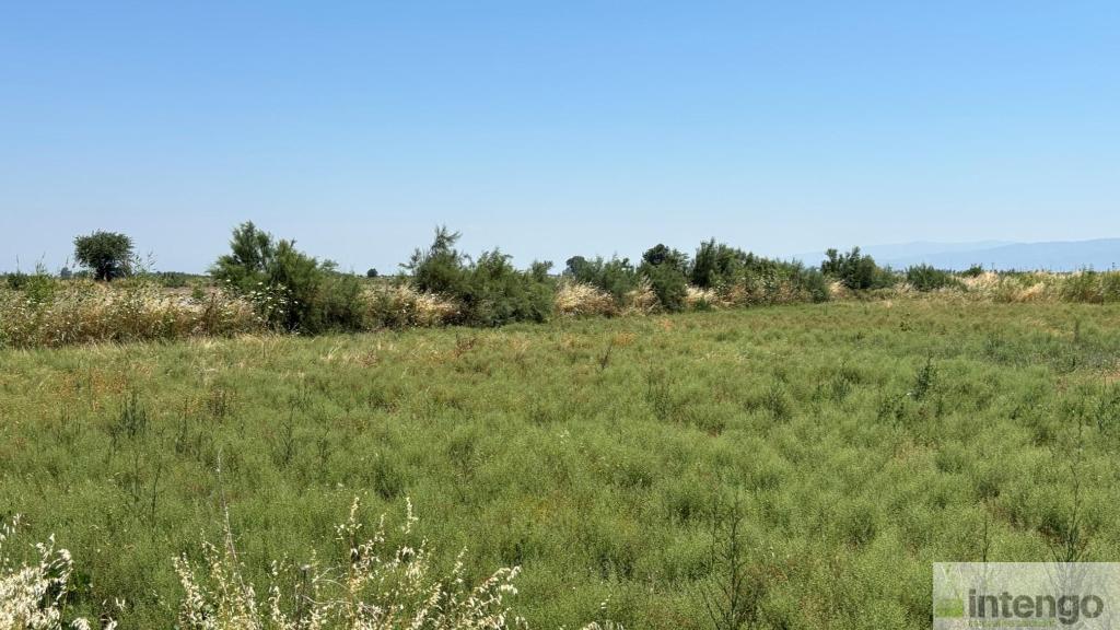 SÖKE GÜLLÜBAHÇE MAHALLESİ'NDE SATILIK TARLA (Y-1781)