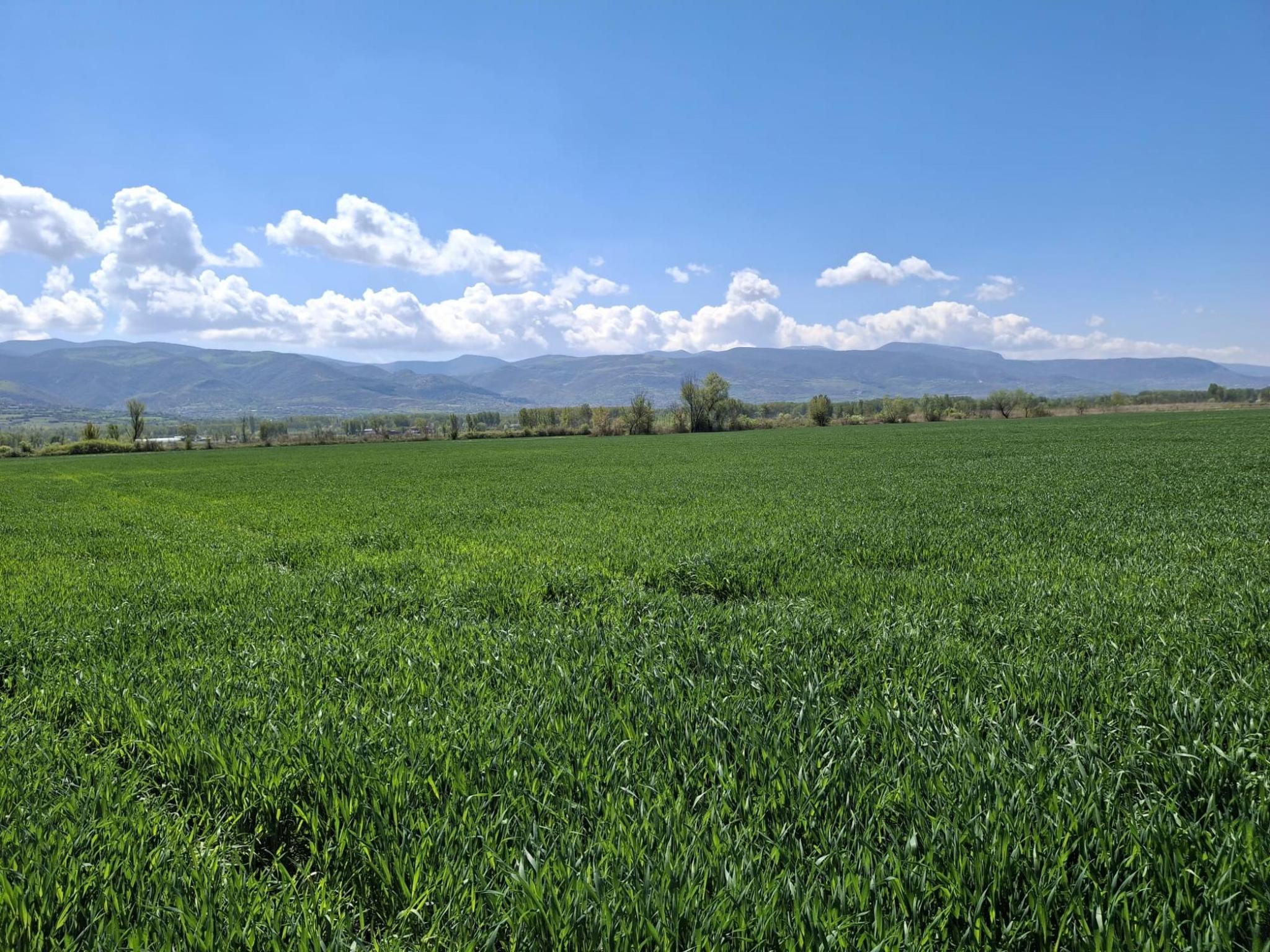 Satılık Tarla - Tokat Pazar ilan görseli 12