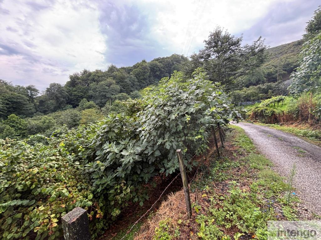 SALIPAZARI MUSLUBEY MAHALLESİ'NDE SATILIK FINDIK BAHÇESİ (AB-1296) — foto 10