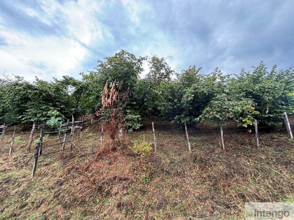 SALIPAZARI MUSLUBEY MAHALLESİ'NDE SATILIK FINDIK BAHÇESİ (AB-1297) — foto 2