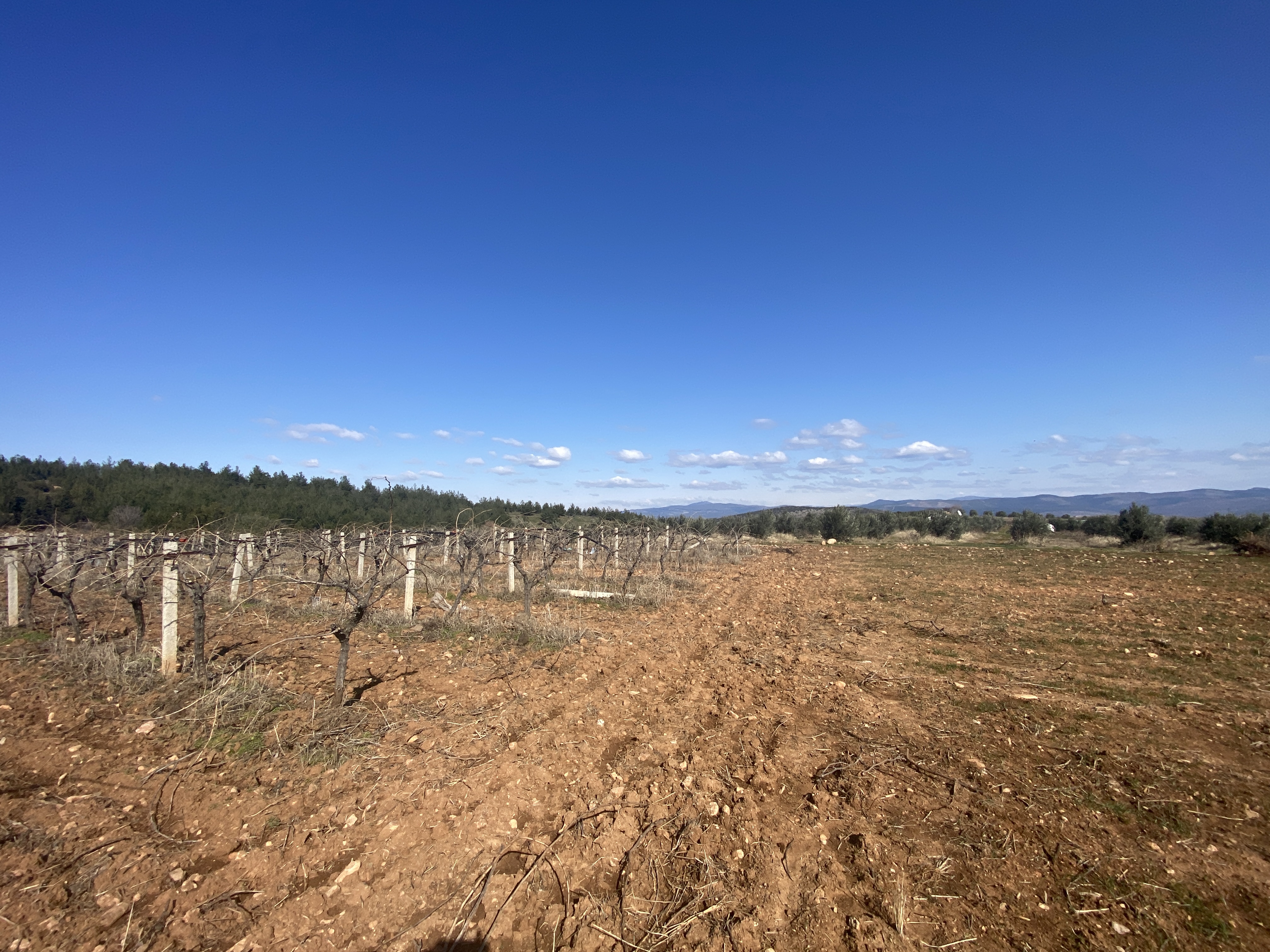 Arsa/Arazi - MANİSA GÖLMARMARA - 19.000 m²