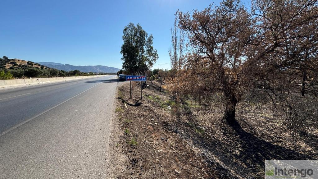 BAYINDIR ARIKBAŞI MAHALLESİ'NDE YOLA CEPHELİ SATILIK ZEYTİNLİK (R-1752)