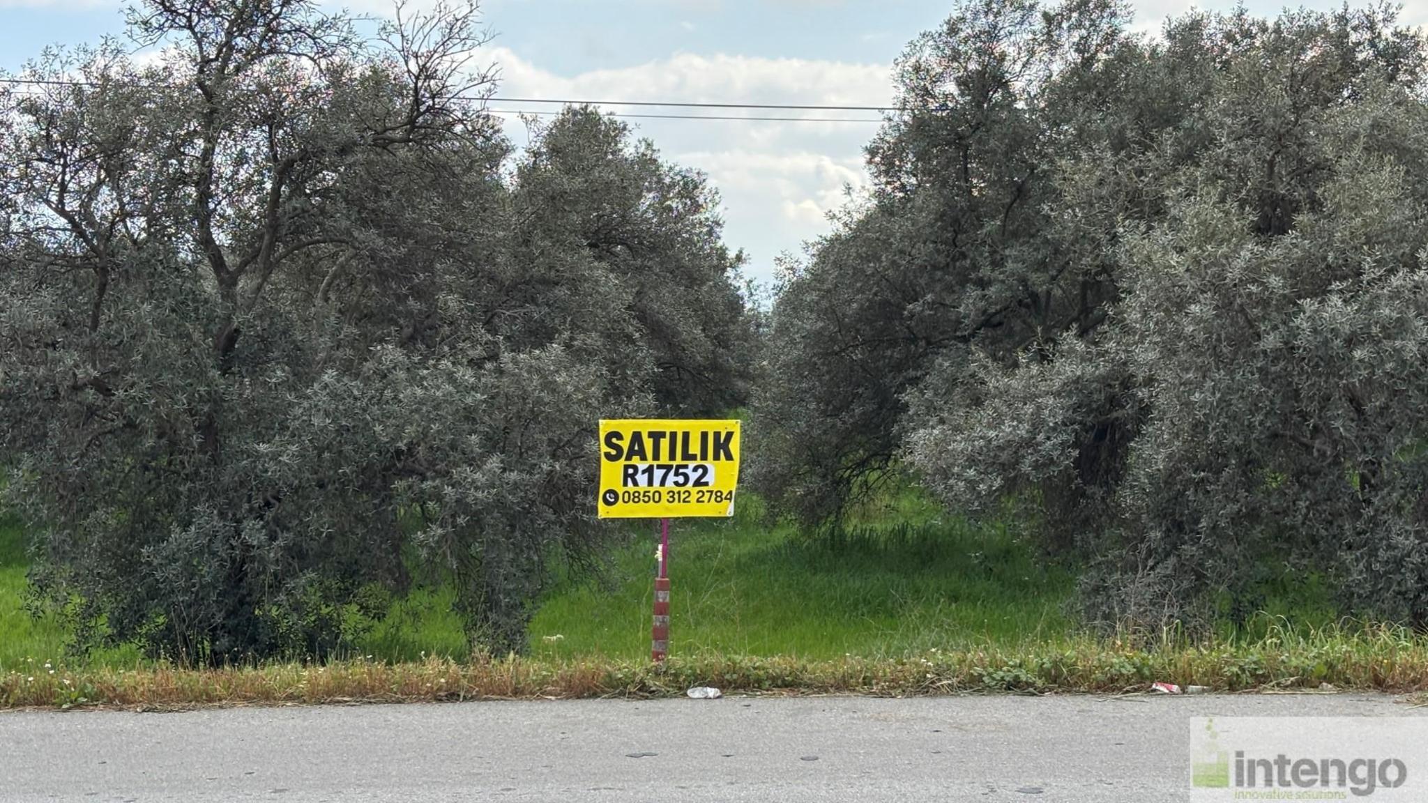 Satılık Zeytinlik - İzmir Bayındır