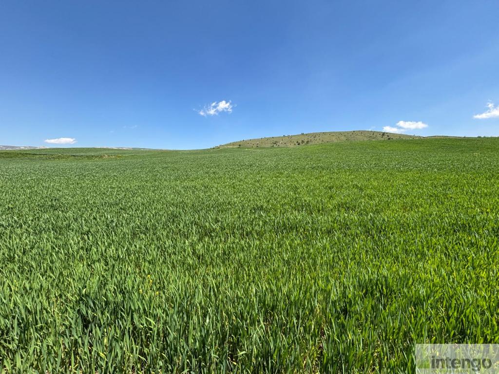 KALECİK ÇİFTLİKKÖY MAHALLESİ'NDE SATILIK TARLA (R-1813)