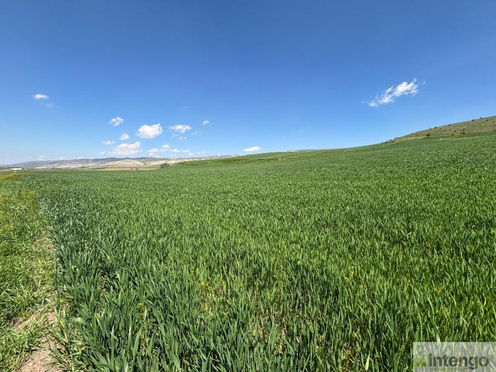 KALECİK ÇİFTLİKKÖY MAHALLESİ'NDE SATILIK TARLA (R-1813)