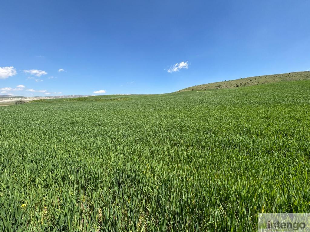 KALECİK ÇİFTLİKKÖY MAHALLESİ'NDE SATILIK TARLA (R-1813)