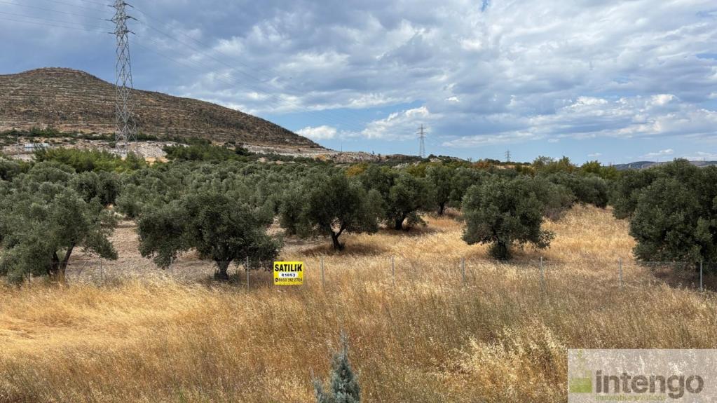 ALİAĞA BOZKÖY MAHALLESİ'NDE SATILIK ZEYTİNLİK (R-1853) — foto 13