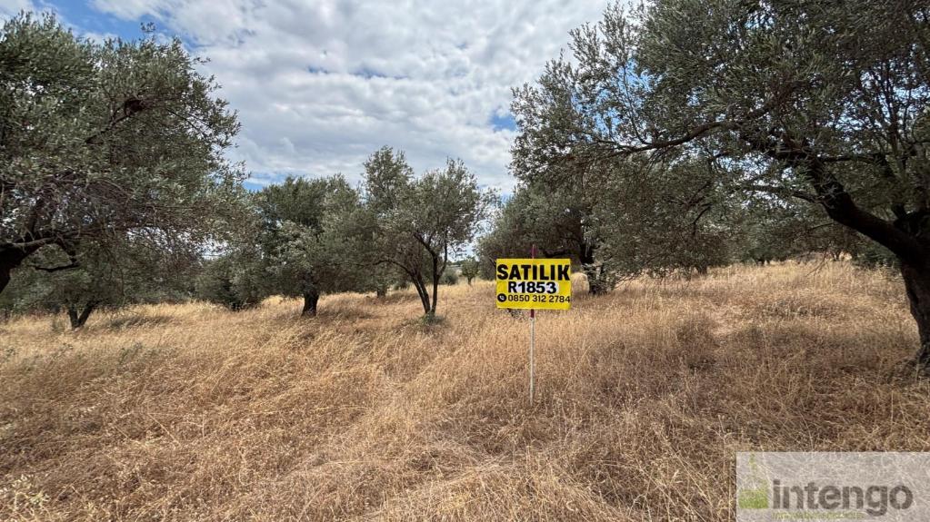 ALİAĞA BOZKÖY MAHALLESİ'NDE SATILIK ZEYTİNLİK (R-1853) — foto 2