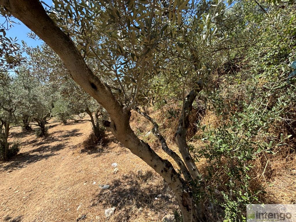GEYVE SEKİHARMAN MAHALLESİ'NDE SATILIK TARLA (R-1856) — foto 5