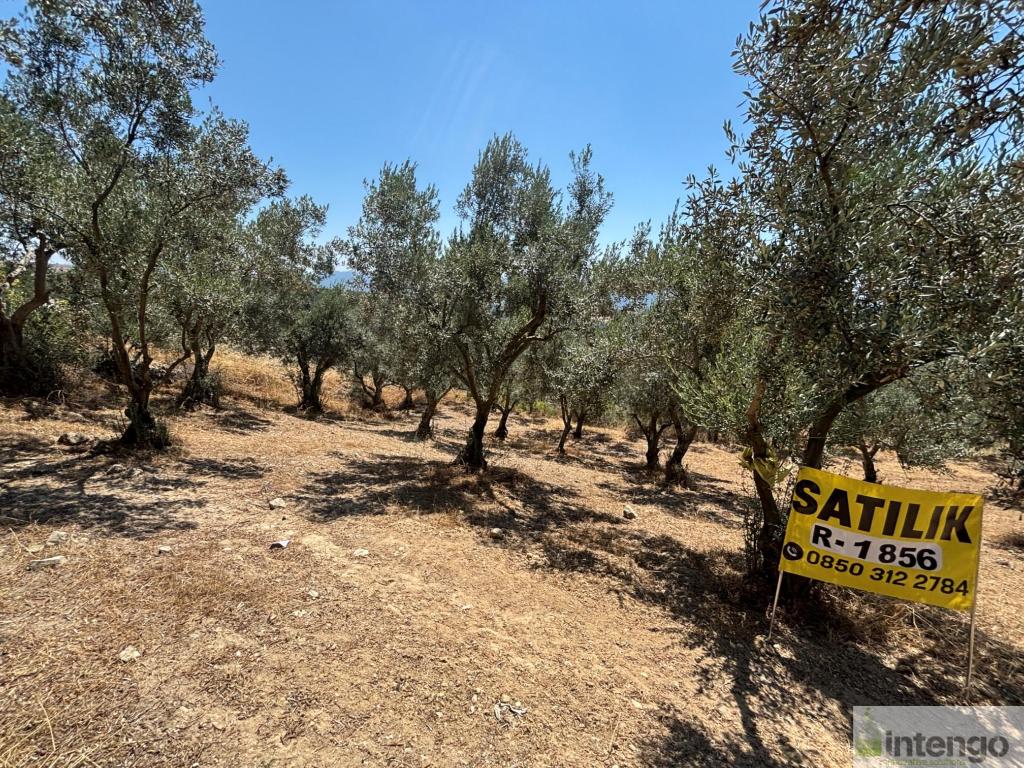 GEYVE SEKİHARMAN MAHALLESİ'NDE SATILIK TARLA (R-1856) — foto 3