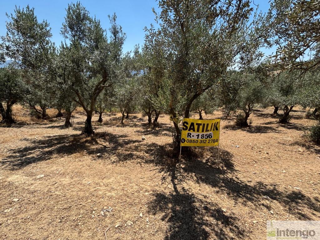 GEYVE SEKİHARMAN MAHALLESİ'NDE SATILIK TARLA (R-1856) — foto 2
