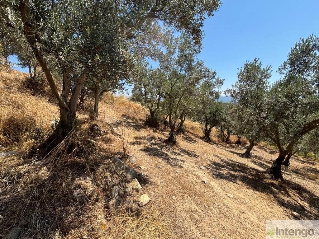 GEYVE SEKİHARMAN MAHALLESİ'NDE SATILIK TARLA (R-1856) — foto 4