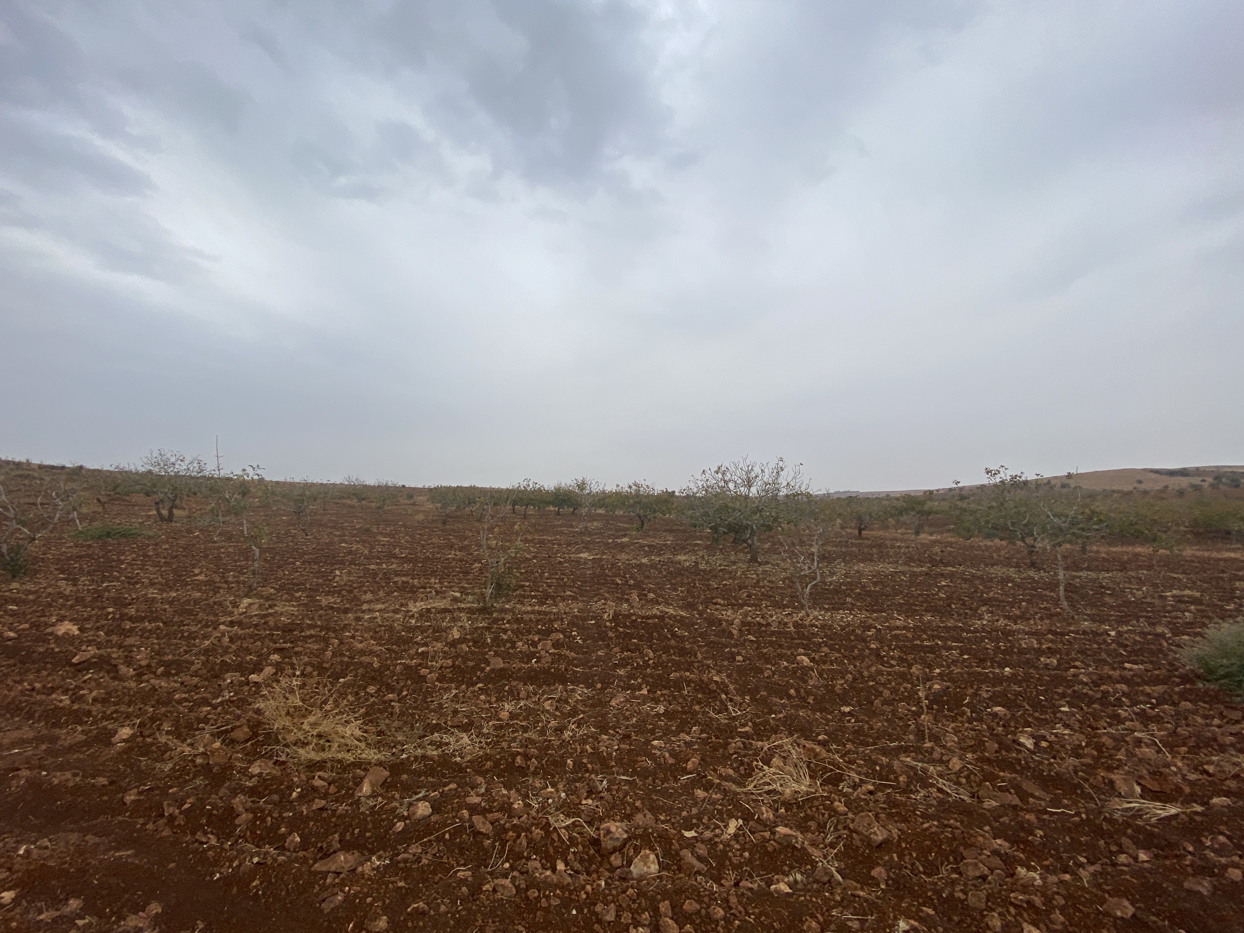 Arsa/Arazi - ŞANLIURFA BOZOVA