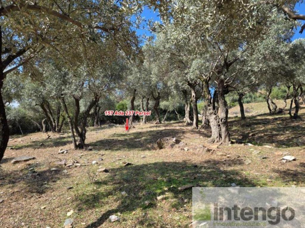 BAYINDIR SARIYURT MAHALLESİ'NDE SATILIK ZEYTİNLİK (U-41135)