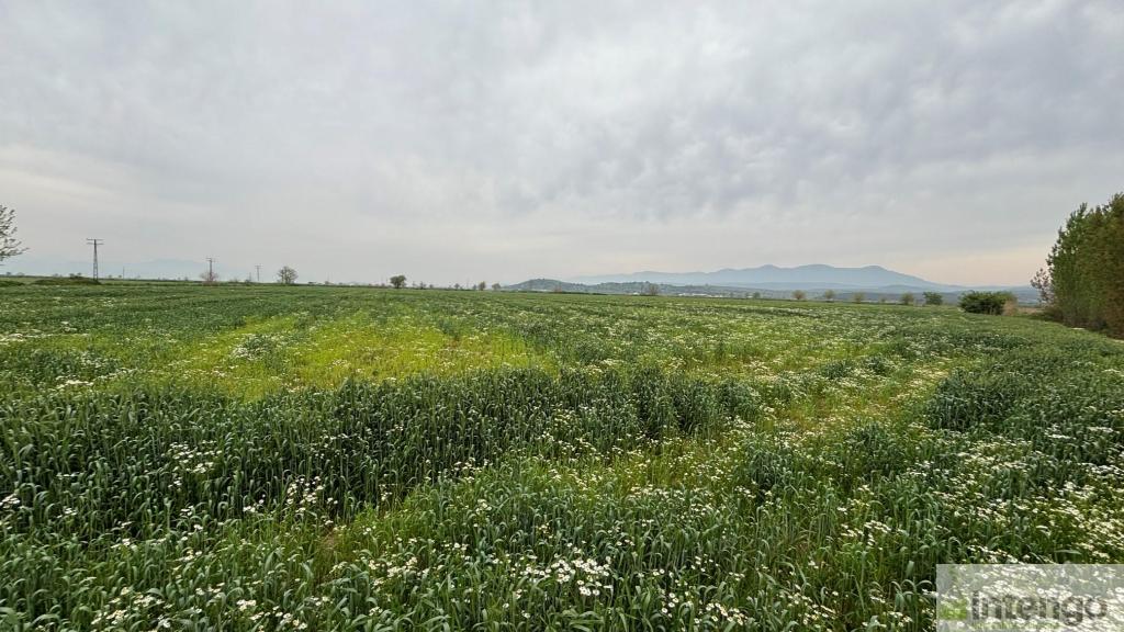 TİRE YENİÇİFTLİK MAHALLESİ'NDE SATILIK TARLA (U-41071)