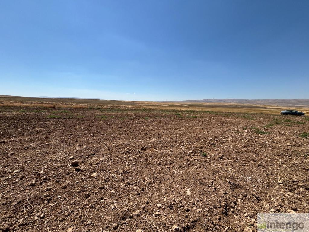 YUNAK KOÇYAZI MAHALLESİ'NDE SATILIK TARLA (U-41177)